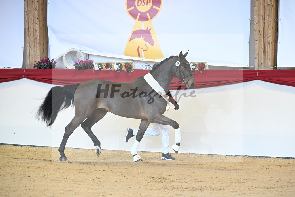 Kat-Nr. 32 Tangelo v d Zuuthoeve_Schlamminger GmbH_1231837 | hf-fotografie - Realisiert mit Pictrs.com