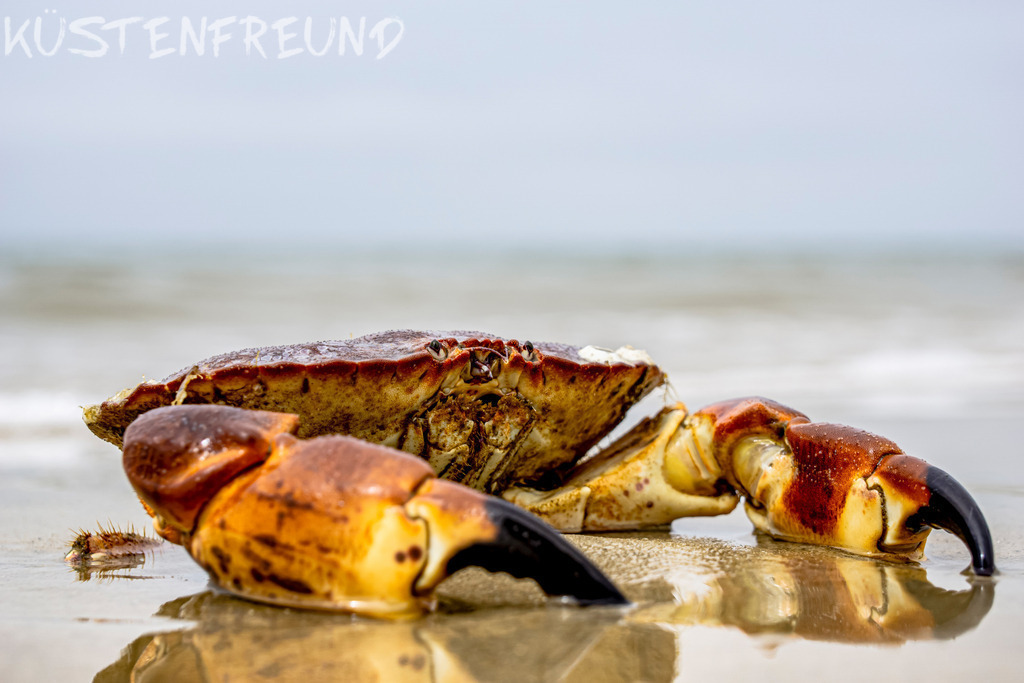 Taschenkrebs Nordsee // Big pocket crab | Entdecke deine Lieblingslandschaft von der Küste – auf Ostsee Leinwand, Nordsee Leinwand, Alu Dibond oder Acrylglas, passend für jeden Geschmack und Raum.