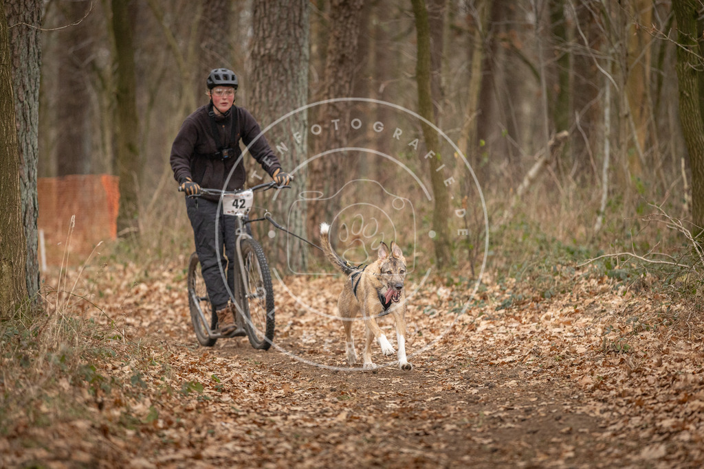Pfotenfotografie_DV3A0797 | Hundefotografie, Tierfotograf, Pfotenfotografie, Fotoshooting Hund, Hunde Portrait, Hundesport, Hundeportraits, Heideshooting, Hunde, Sportfotograf, Hundefotograf, Turnierhundsport, THS,  - Realisiert mit Pictrs.com