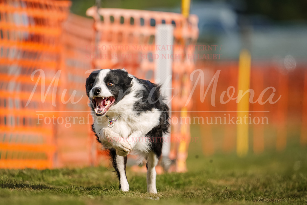 20250928_Hunderennen-242 | MuT (Mensch und Tier) mit Mona - Fotografie und Tierkommunikation - Realisiert mit Pictrs.com