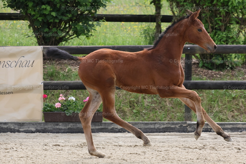 TrakFohlenschHennef17052025MC3H5A7734B1 | Pferdefotos online bestellen - Realisiert mit Pictrs.com