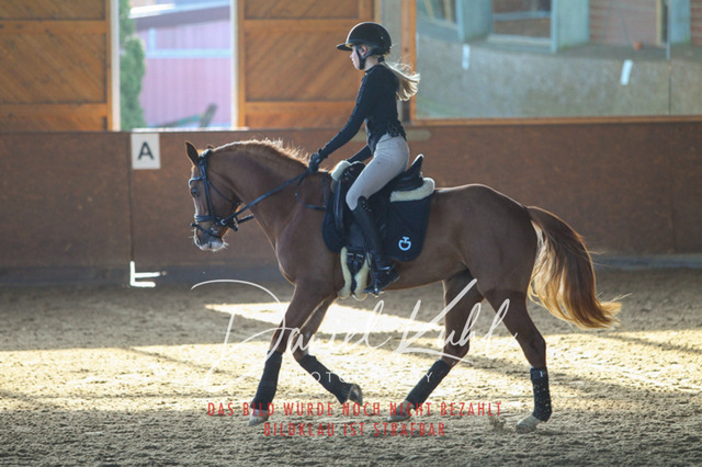 DKP42177 | Turniersportfotografie; Pferdefotografie; Dressurfotografie