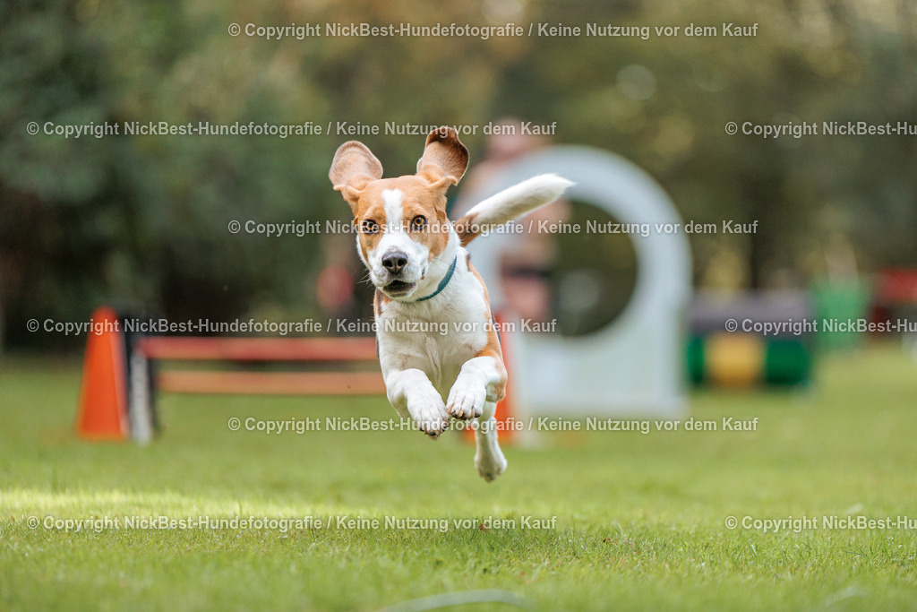 THS-HSV-Blumenthal-2026-Nickbest-Hundefotografie-1509 | Dein Hund! Dein Moment! Deine Erinnerungen! Hundefotografie in Bremen Blumenthal. Ich fange die besonderen Momente deines Vierbeiners ein – ob Indoor mit Blitzanlage oder in der freien Natur. Sicher dir dein Moment und dein Termin für eure Erinnerungen.