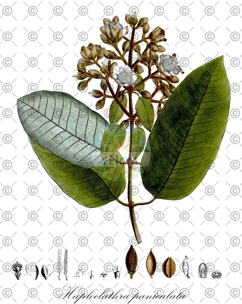 HistAbb_wfo-1000018789_1_ENZY_Simple | Historische Abbildung von Haploclathra paniculata - Calophyllaceae | Historical Illustration of Haploclathra paniculata - Calophyllaceae