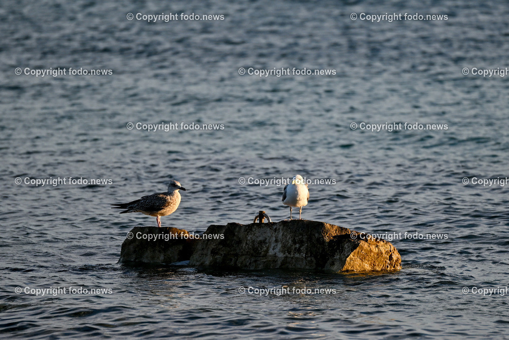 Kroatien_ Moewe_ 31.07.2023-1 | 31.07.2023, Kroatien, HRV, Brač, Insel in Dalmatien im Bild Moewe, Wasservogel