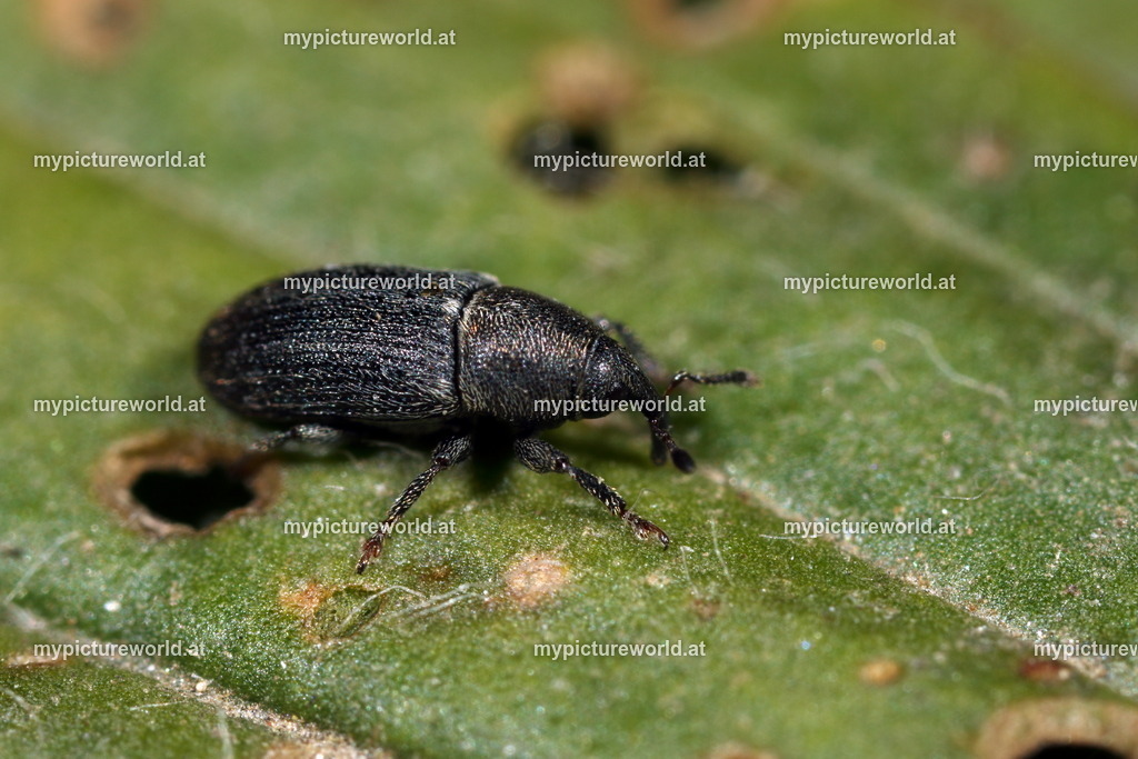 Mecinus pyraster-001 | Das Bilderarchiv über Tiere, Planzen und Landschaften. In der Bilddatenbank finden Sie ein große Auswahl an hochwertigen Bilder für Ihre Werbung - Realisiert mit Pictrs.com