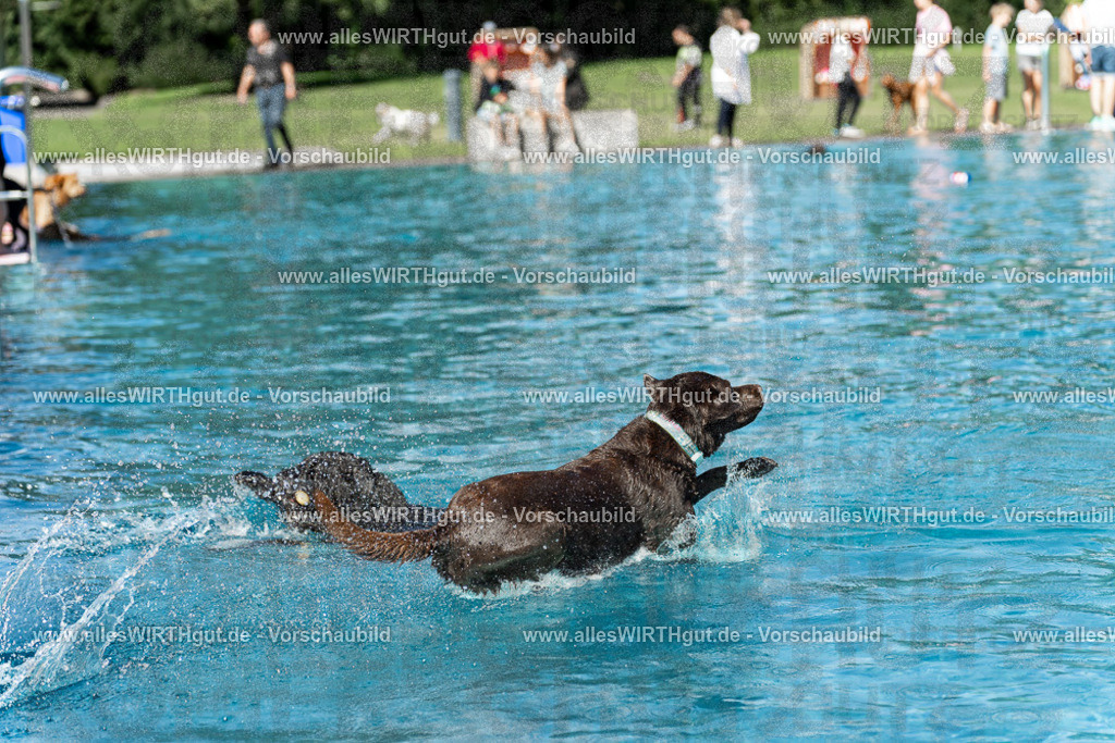 Hundeschwimmen_Volksbad_2026-allesWIRTHgut_Tierfotografie-2609061155-110548-7R509962 | Professionelle Tierfotografie in Mönchengladbach von Daniel Wirth (allesWIRTHgut). Liebevolle & natürliche Bilder von Hunden & Katzen für unvergessliche Erinnerungen.