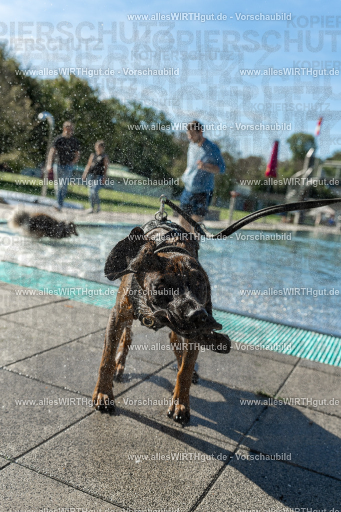 Hundeschwimmen_Volksbad_2026-allesWIRTHgut_Tierfotografie-2609061030-094052-7R508932 | Professionelle Tierfotografie in Mönchengladbach von Daniel Wirth (allesWIRTHgut). Liebevolle & natürliche Bilder von Hunden & Katzen für unvergessliche Erinnerungen.