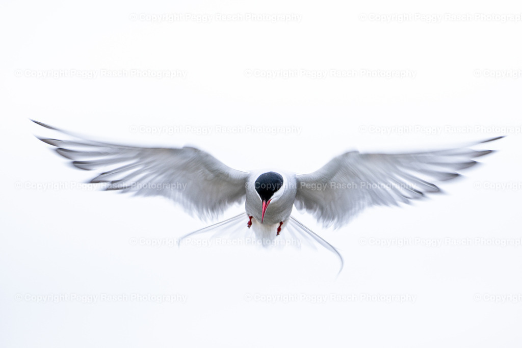 Küstenseeschwalbe | Küstenseeschwalbe - Realisiert mit Pictrs.com