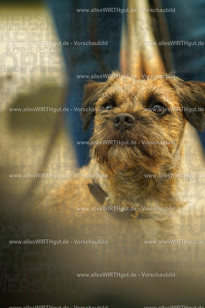 @allesWIRTHgut_Tierfotografie - www.allesWIRTHgut.de - 115947-7R508704 | Professionelle Tierfotografie in Mönchengladbach von Daniel Wirth (allesWIRTHgut). Liebevolle & natürliche Bilder von Hunden & Katzen für unvergessliche Erinnerungen.