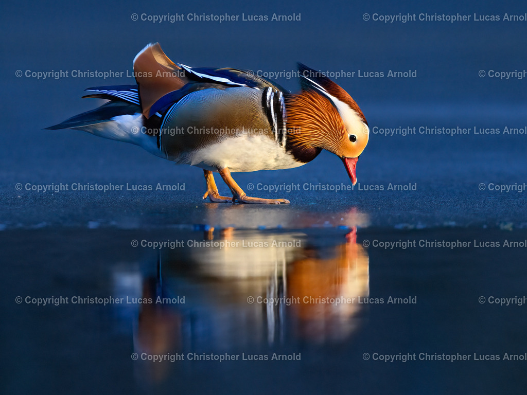 Mandarinente | bildkomponist - Realisiert mit Pictrs.com