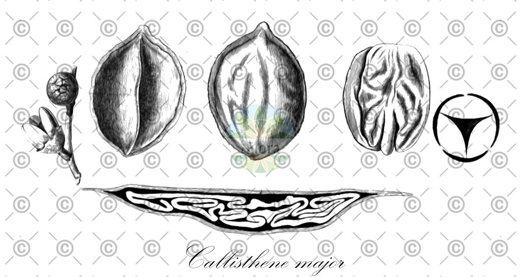 HistAbb_3FLT_1_ENZY_Simple | Historische Abbildung von Callisthene major - Vochysiaceae | Historical Illustration of Callisthene major - Vochysiaceae
