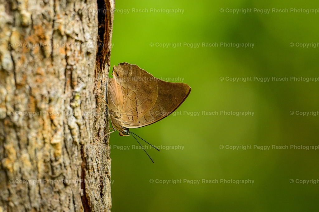 Costa Rica verschiedenes (13) | PeggyRaschPhotography - Realisiert mit Pictrs.com