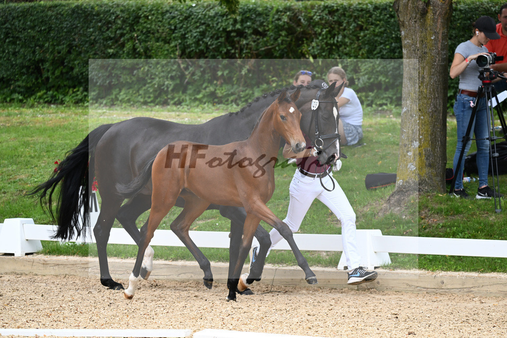 Kat-Nr. 29 SF DSP Va Bene x Sandro Hit_Maurer_27230460 | hf-fotografie - Realisiert mit Pictrs.com