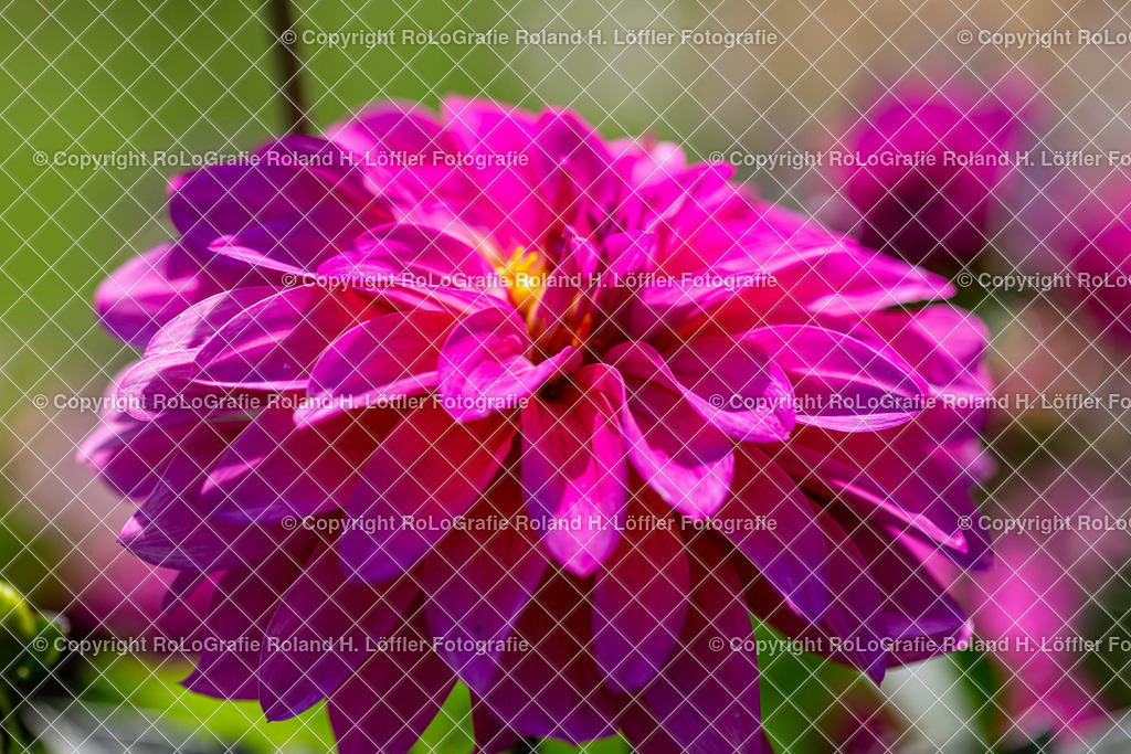 Dahlie. Lateinisch Dahlia pinnata Cav.. AUs der Familie der Asteraceae (2) | Dahlie. Lateinisch Dahlia pinnata Cav.. AUs der Familie der Asteraceae - Realisiert mit Pictrs.com