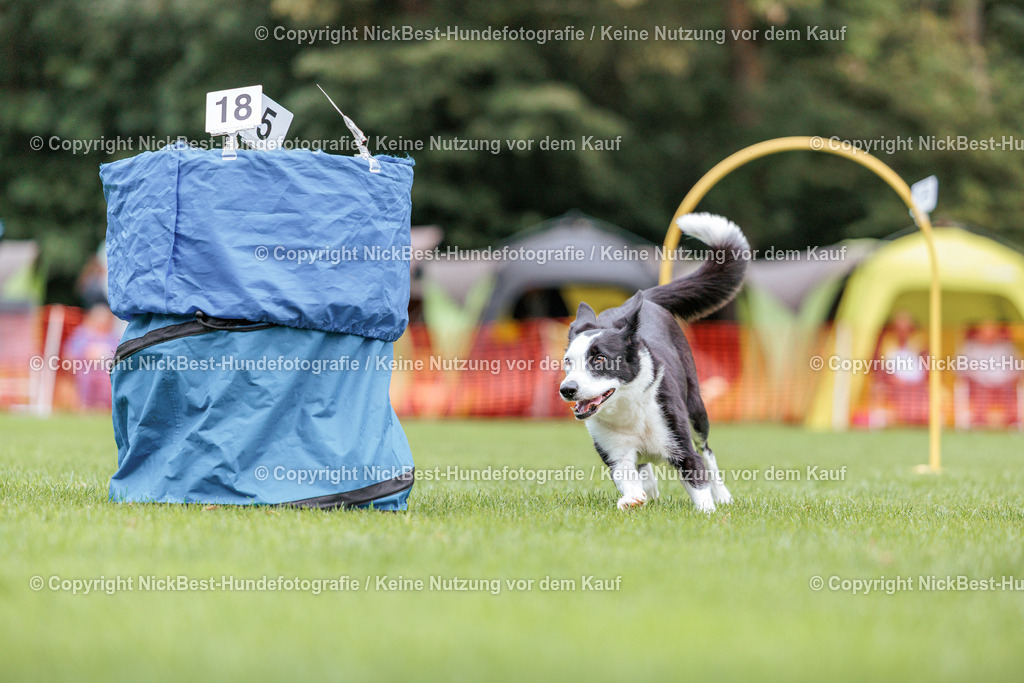 BSP Hoopers-H2 Tag2-2026-Nickbest-Hundefotografie-TuS Komet Arsten e.V.-8312 | Dein Hund! Dein Moment! Deine Erinnerungen! Hundefotografie in Bremen Blumenthal. Ich fange die besonderen Momente deines Vierbeiners ein – ob Indoor mit Blitzanlage oder in der freien Natur. Sicher dir dein Moment und dein Termin für eure Erinnerungen.