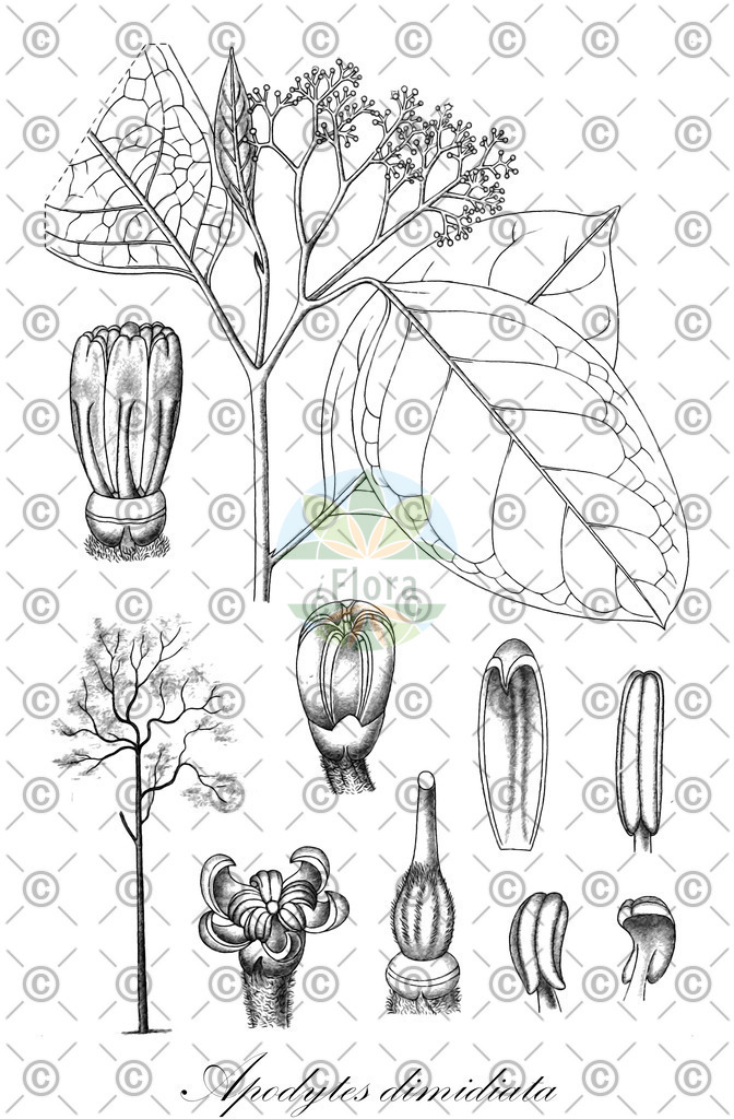 HistAbb_YXH_1_ENZY_Simple | Historische Abbildung von Apodytes dimidiata - Metteniusaceae | Historical Illustration of Apodytes dimidiata - Metteniusaceae