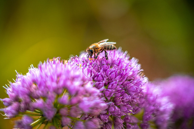 MBF_1613 | Biene (Apis Mellifera) auf lila Blüte vom Zierschnittlauch (Allium schoenoprasum) in natürlichem Umfeld, friedliche Stimmung, Jena, Thüringen, Deutschland - Realisiert mit Pictrs.com