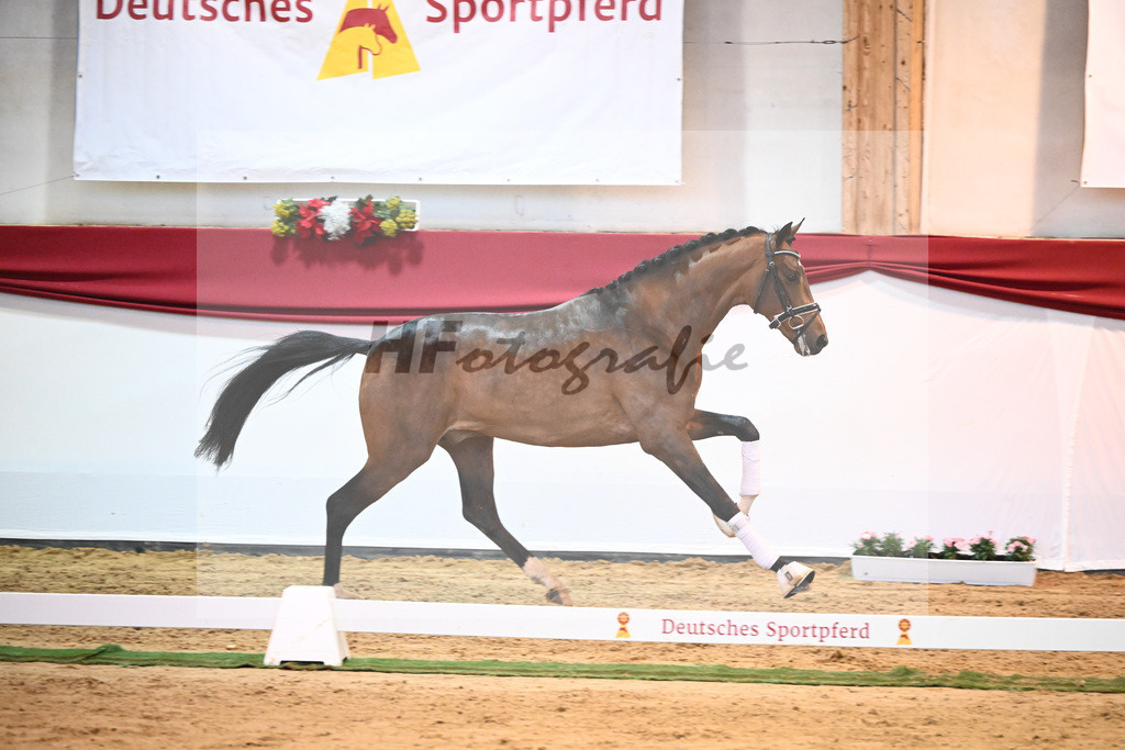 Kat-Nr. 59 Vivino x Sandro Hit_Tebbel_43232111 | hf-fotografie - Realisiert mit Pictrs.com