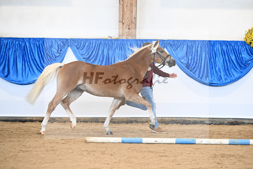 Kat-Nr. 19 Stelius v. Status Quo_Reiser_48250974 | hf-fotografie - Realisiert mit Pictrs.com