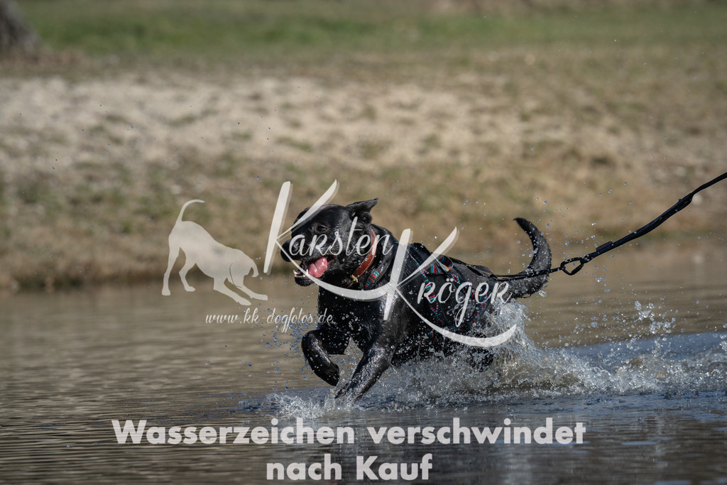 1353_ZZ98573 | kk-dogfotos