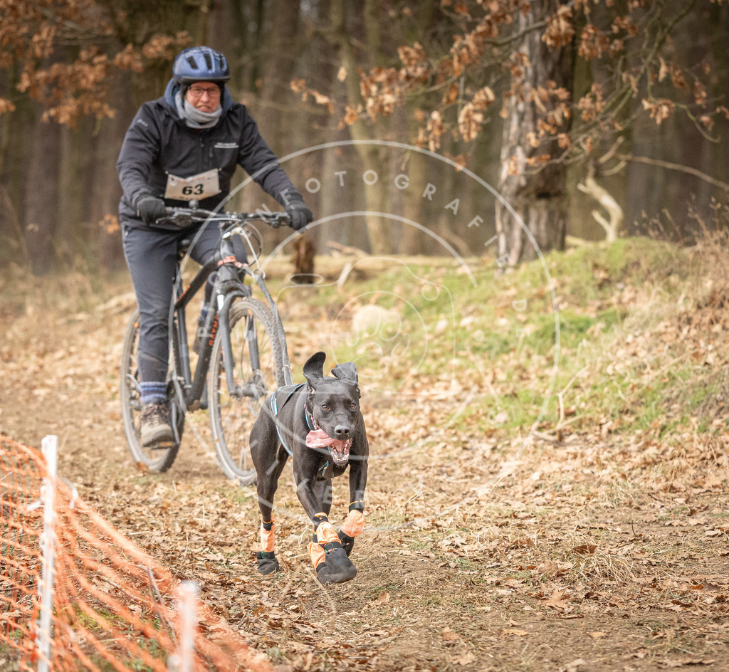 Pfotenfotografie_DV3A3261 | Hundefotografie, Tierfotograf, Pfotenfotografie, Fotoshooting Hund, Hunde Portrait, Hundesport, Hundeportraits, Heideshooting, Hunde, Sportfotograf, Hundefotograf, Turnierhundsport, THS,  - Realisiert mit Pictrs.com