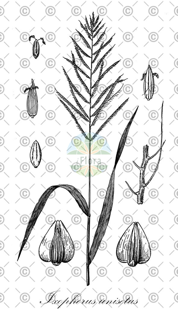 HistAbb_wfo-0000218313_1_ENZY_Simple | Historische Abbildung von Ixophorus unisetus - Poaceae | Historical Illustration of Ixophorus unisetus - Poaceae (crane grass)