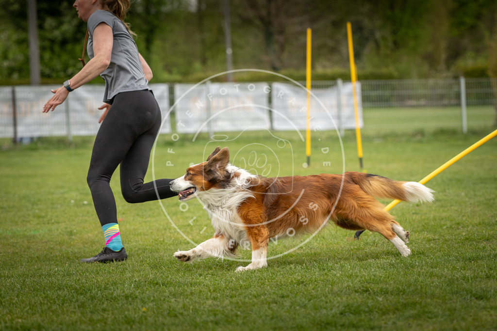 Pfotenfotografie_DV3A9497 | Hundefotografie, Tierfotograf, Pfotenfotografie, Fotoshooting Hund, Hunde Portrait, Hundesport, Hundeportraits, Heideshooting, Hunde, Sportfotograf, Hundefotograf, Turnierhundsport, THS,  - Realisiert mit Pictrs.com