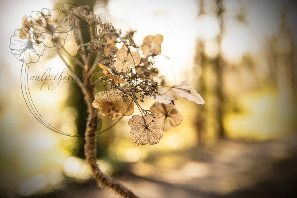 (vertrocknete) Hortensie | lat: Hydrangea - Realisiert mit Pictrs.com