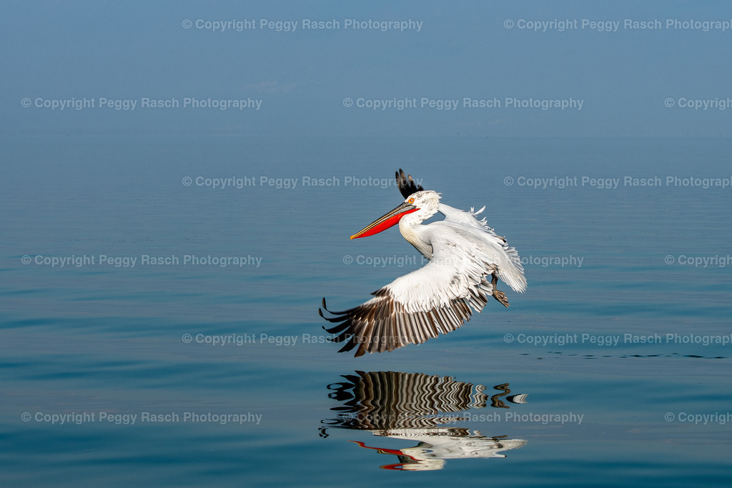 Pelikane (28) | PeggyRaschPhotography - Realisiert mit Pictrs.com