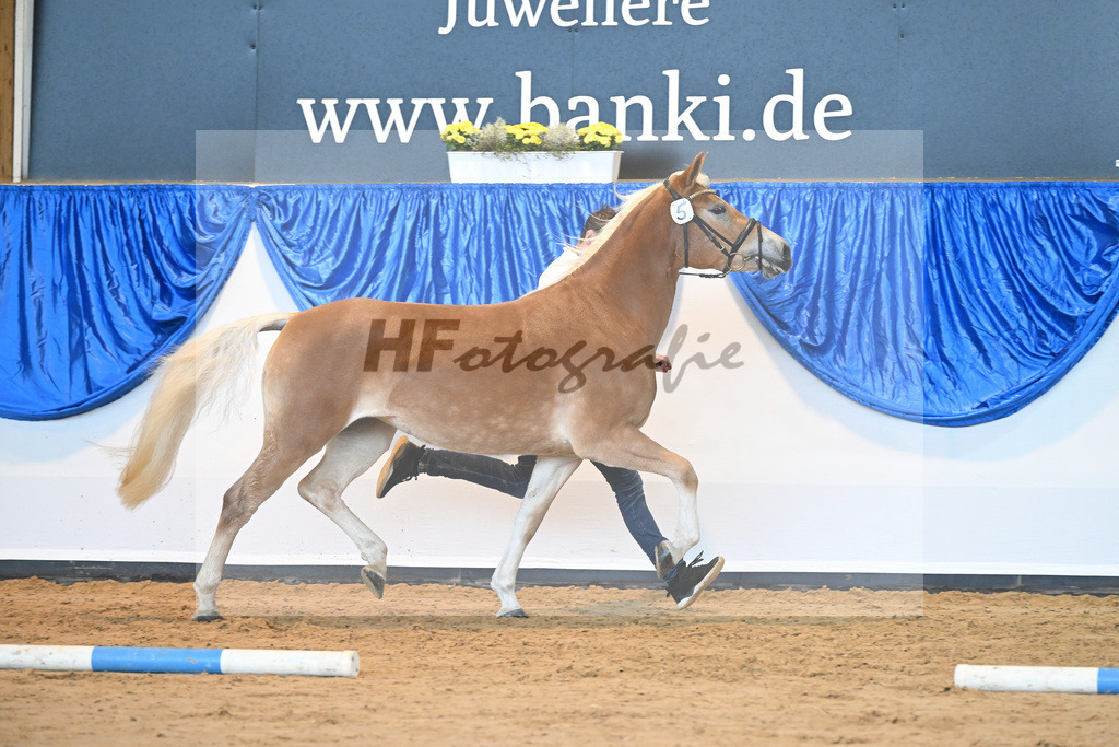 Kat-Nr. 5 Wayana v. Starkwind_Aigner_60221081 | hf-fotografie - Realisiert mit Pictrs.com