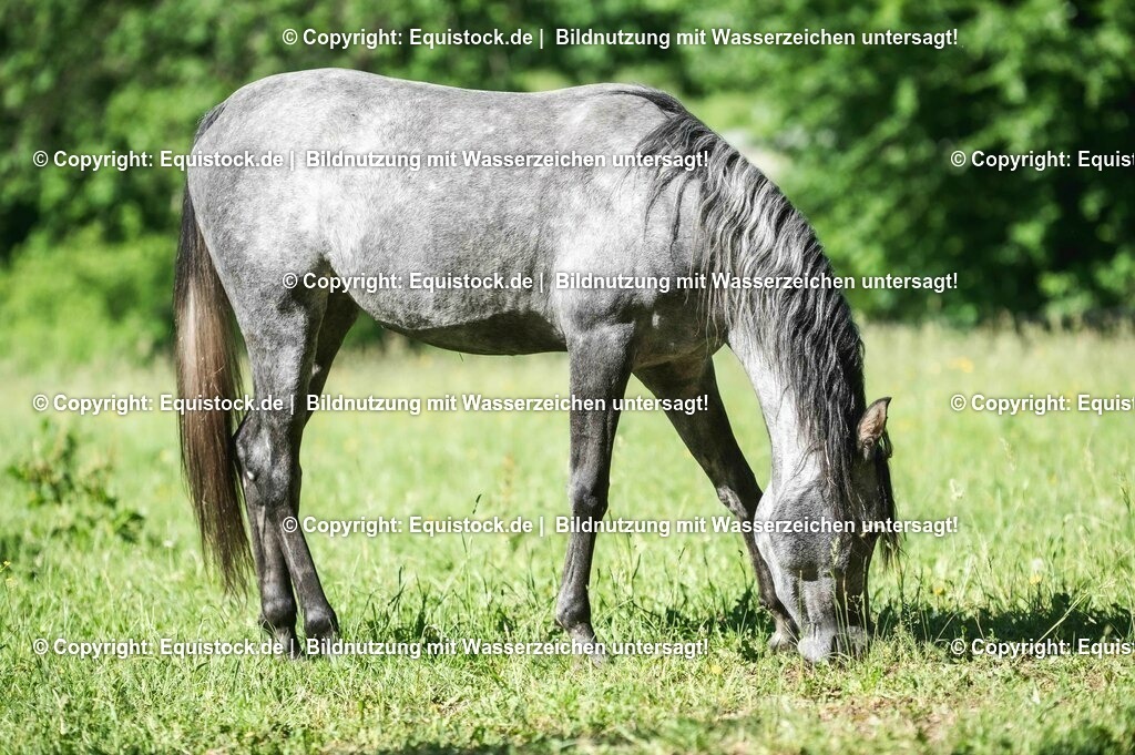 20210617_Araber_Marbach_Koppel_0012 | Foto: Thomas Hartig