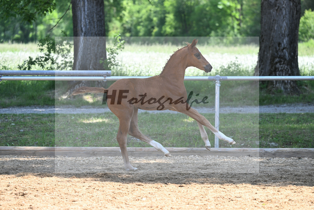 Kat-Nr. 14 SF DSP Feliciano_Mayr_14230523 | hf-fotografie - Realisiert mit Pictrs.com