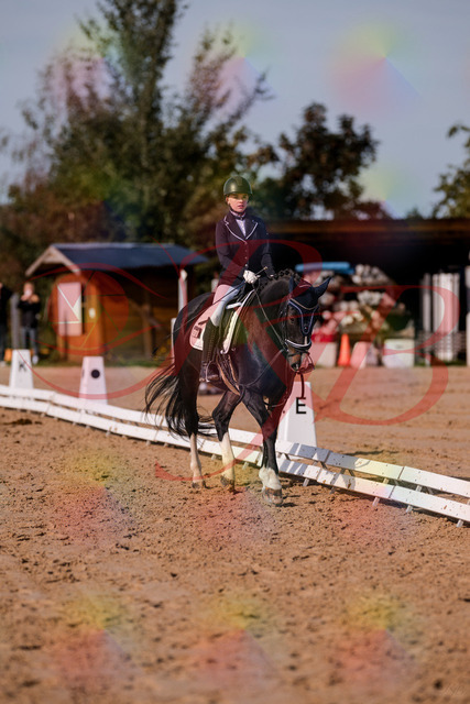 2026_10_03_Siefer-Hof_121414_Z81_15933734 | Professionelle Reitsport-, Turnier- und Eventfotografie von Robert Broda. Galerien mit ausgewählten und bearbeiteten Bildern direkt online ansehen und bestellen.