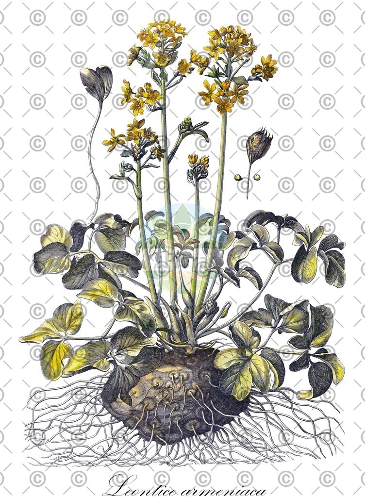 HistAbb_EMP_7530137_4_FLORAD_SIMPLE | Historische Abbildung von Leontice armeniaca - Berberidaceae | Historical Illustration of Leontice armeniaca - Berberidaceae