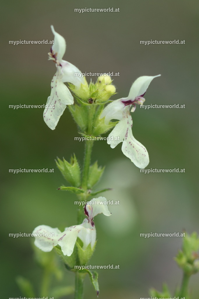 Aufrechter Ziest-005 | Das Bilderarchiv über Tiere, Planzen und Landschaften. In der Bilddatenbank finden Sie ein große Auswahl an hochwertigen Bilder für Ihre Werbung - Realisiert mit Pictrs.com