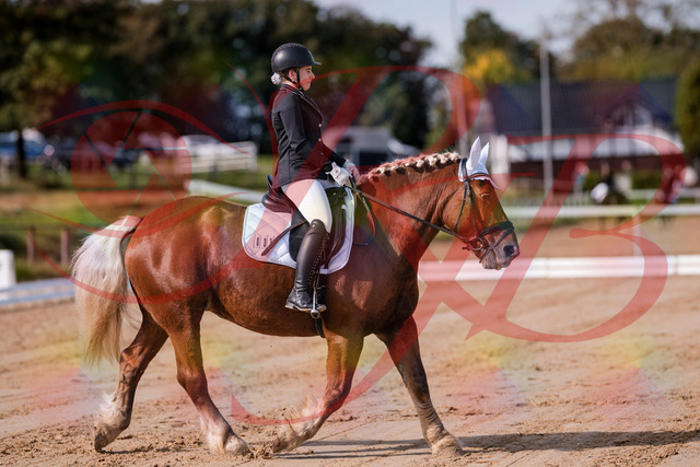 2026_10_03_Siefer-Hof_114106_Z81_83960538 | Professionelle Reitsport-, Turnier- und Eventfotografie von Robert Broda. Galerien mit ausgewählten und bearbeiteten Bildern direkt online ansehen und bestellen.