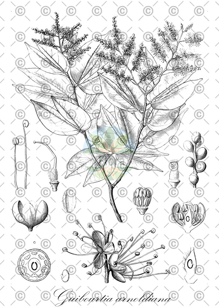 HistAbb_wfo-0000711729_1_ENZY_Simple | Historische Abbildung von Guibourtia arnoldiana - Fabaceae | Historical Illustration of Guibourtia arnoldiana - Fabaceae