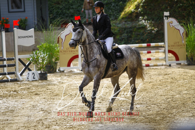 DKP40175 | Turniersportfotografie; Pferdefotografie; Dressurfotografie