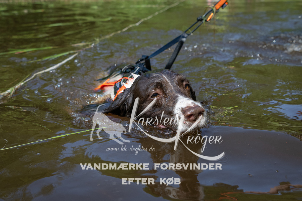 1139DKK990741 | kk-dogfotos