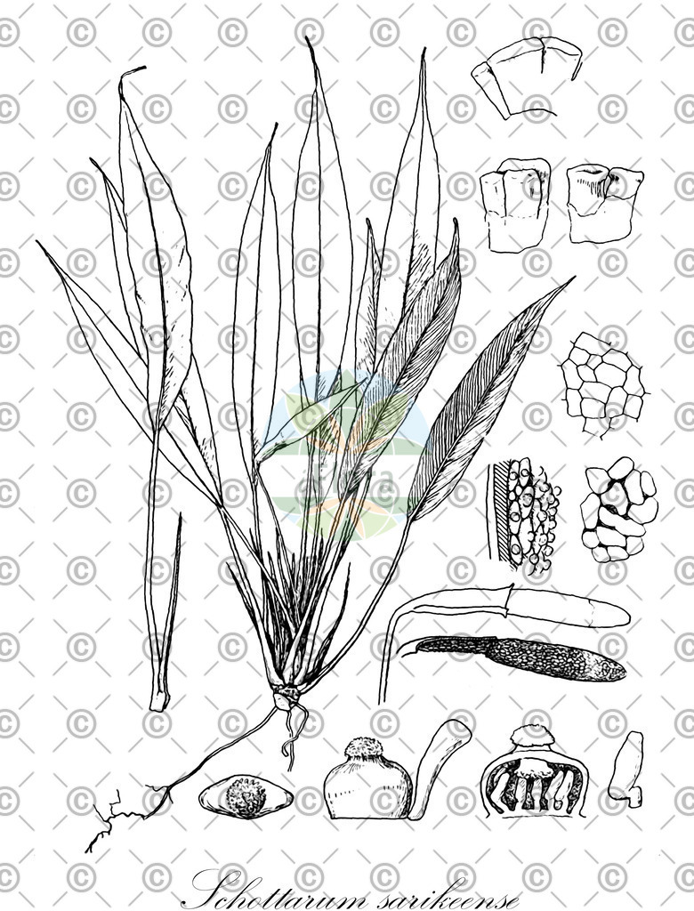 HistAbb_wfo-0000432322_1_ENZY_Simple | Historische Abbildung von Schottarum sarikeense - Araceae | Historical Illustration of Schottarum sarikeense - Araceae