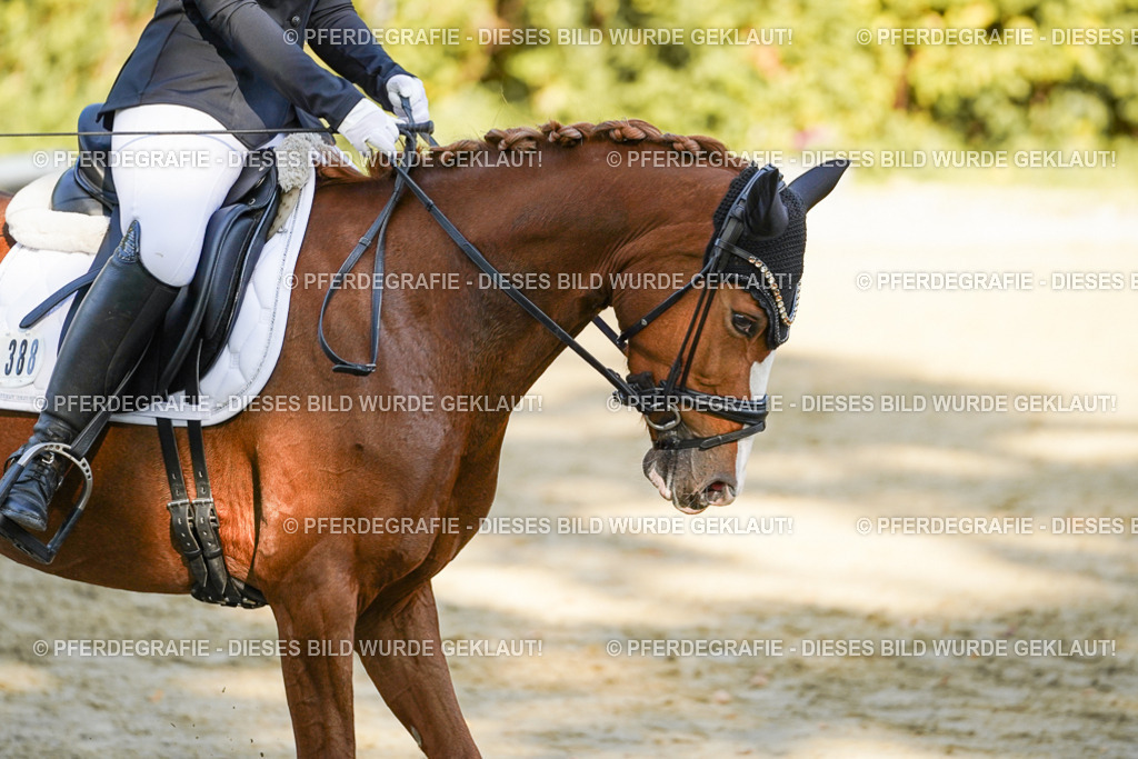 DSC06223 | Pferdegrafie