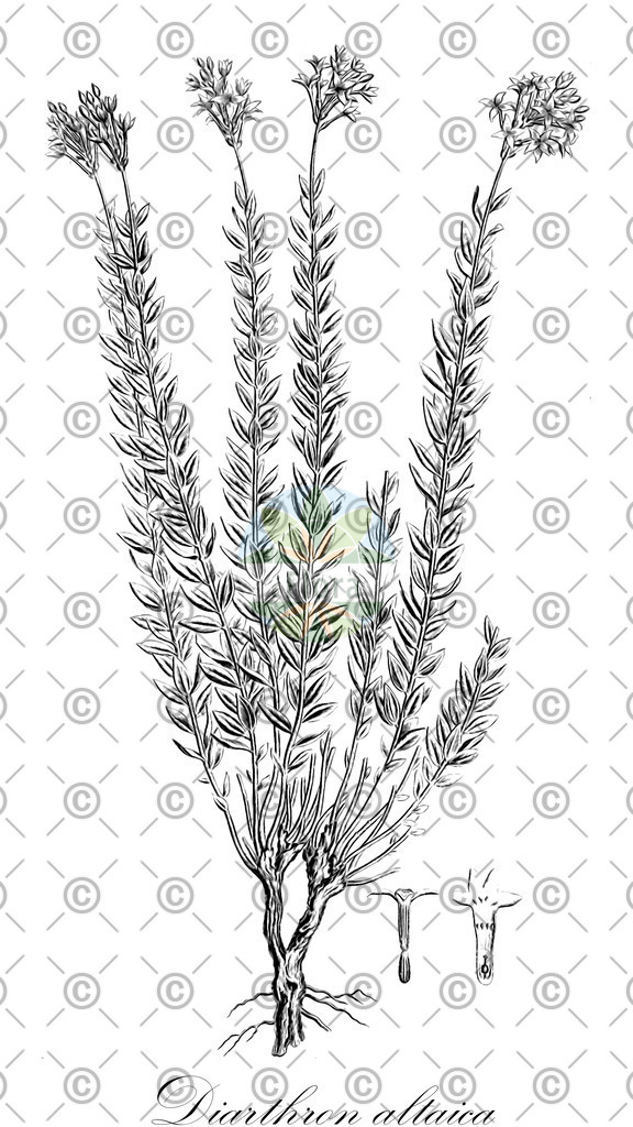 HistAbb_wfo-0000644818_1_ENZY_Simple | Historische Abbildung von Diarthron altaica - Thymelaeaceae | Historical Illustration of Diarthron altaica - Thymelaeaceae