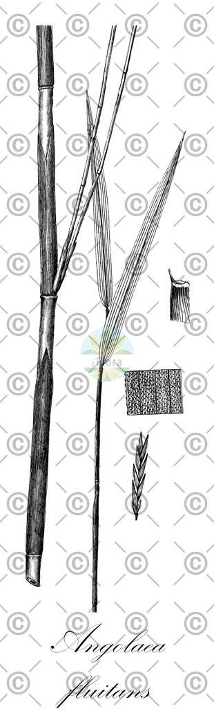 HistAbb_wfo-0000536542_59_ENZY_Simple | Historische Abbildung von Angolaea fluitans - Podostemaceae | Historical Illustration of Angolaea fluitans - Podostemaceae