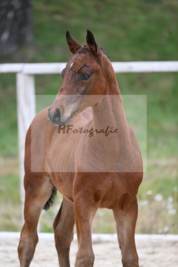 Kat-Nr. 7 HF Der Zauberlehrling x Cosmo Royale_Fuchs_24260338 | hf-fotografie - Realisiert mit Pictrs.com