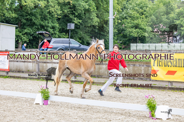 25-6 BSS H Gemischt (590) | mandyhollmannphotographie