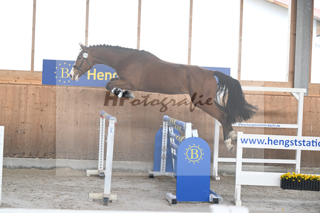 Kat-Nr. 14 Agathus de la Ceur v. Asterix de Couleur_Hoffmeister_14260796 | hf-fotografie - Realisiert mit Pictrs.com