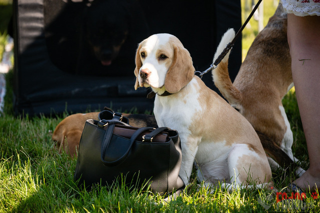 Dogshow CACIB Sonntag in Aarau | Dogshow CACIB Sonntag in Aarau. 25.06.2023 Foto: LeoWyden