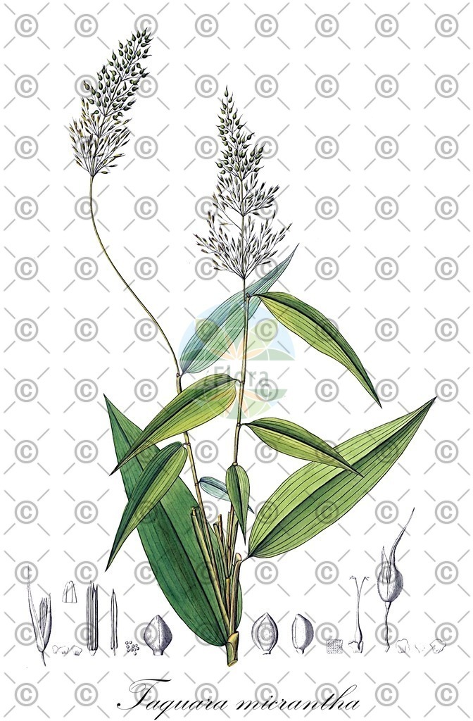 HistAbb_wfo-0000164207_1_ENZY_Simple | Historische Abbildung von Taquara micrantha - Poaceae | Historical Illustration of Taquara micrantha - Poaceae