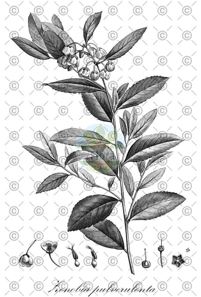 HistAbb_wfo-0000335365_1_ENZY_Simple | Historische Abbildung von Zenobia pulverulenta - Ericaceae (Gewöhnliche Zenobie) | Historical Illustration of Zenobia pulverulenta - Ericaceae